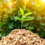 Interesting Facts About Biomass Energy: 12 Things You Have To Know